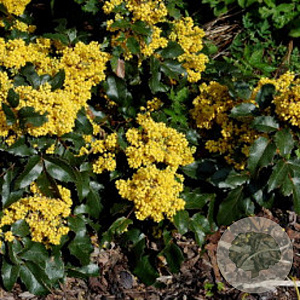 Mahonia aq. 'Maqu' 50-60 cm met kluit