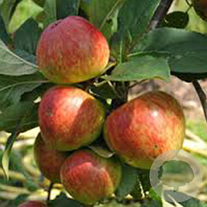 Malus d. Crielaard 14-16 HO draadkluit 220 cm stam dakvorm