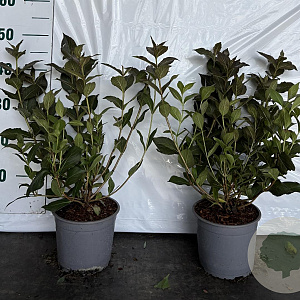 Weigela florida 'Tango' 30-40 cm 2,0L