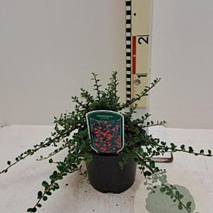 Cotoneaster microphyllus 20-25 cm 2,0L