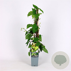 Actinidia a. 'Jumbo' 70 cm 2,0L