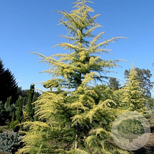 Cedrus l. 'Atlantica Aurea' 100-125 cm met kluit