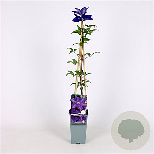Clematis 'The President' 70 cm 2,0L