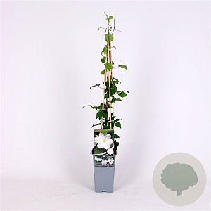 Clematis 'Shirayukihime' 70 cm 2,0L