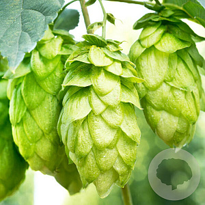 Humulus lupulus 'Centennial GM 2,0L