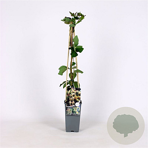 Lonicera capr. 'Inga' 70 cm 2,0L