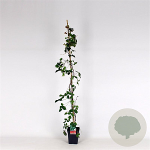 Parthenocissus tr. 'Veitch.Robusta' 150-175 cm 5,0L