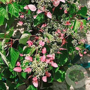 Schizophragma hyd. 'Roseum' 50-60 cm 7,5L