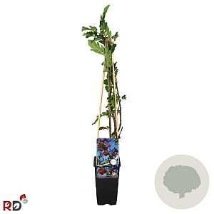 Sorbaronia f. 'Mitjur. Desertnaja' 70 cm 2,0L