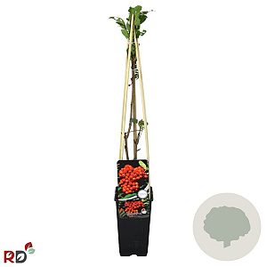 Sorbopyrus 'Rubinovaja' 70 cm 2,0L