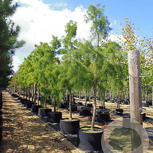 Taxodium ascendens 'Nutans' 100-125 cm met kluit