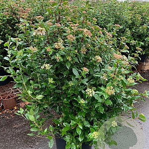 Viburnum tinus 80-100 cm 12L kegel