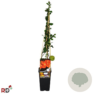 Chaenomeles j. 'Cido' 70 cm 2,0L
