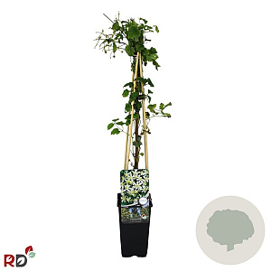 Clematis 'Paul Farges' 70 cm 2,0L