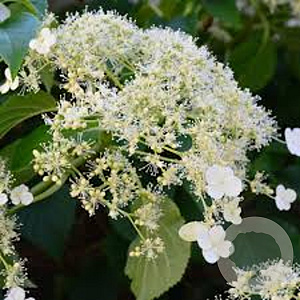 Hydrangea a. 'Flying Saucer' 50-60 cm 7,5L