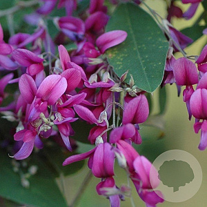 Lespedeza bicolor 80-100 cm 5,0L