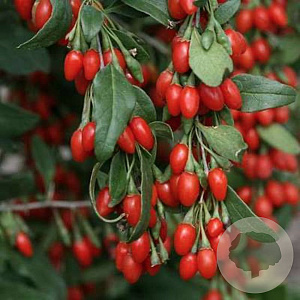 Lycium barbarum 'Instant Success' 70 cm 2,0L