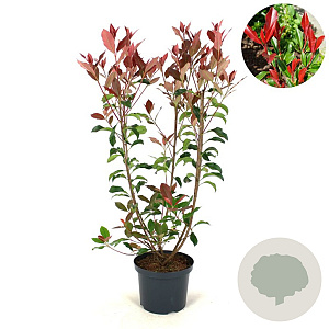 Photinia fraseri Dynamo Red 40-50 cm met kluit bol