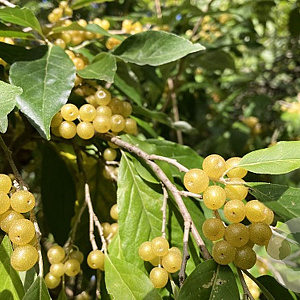 Elaeagnus umbell. 'Amber' GM 1.5