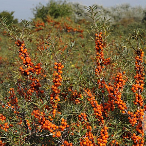 Hippophae rhamn. 'Askola' 50-60 cm 3,0L