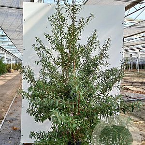 Hippophae rhamn. Orange Energy GM 1.5