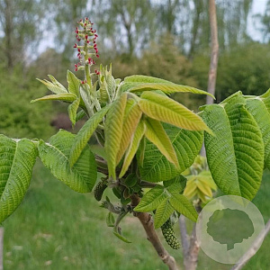 Juglans ailant. 'Campbell CW4' 100-125 cm 6L
