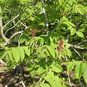 Juglans ailant. 'Grimo Manchurian' 100-125 cm 10L