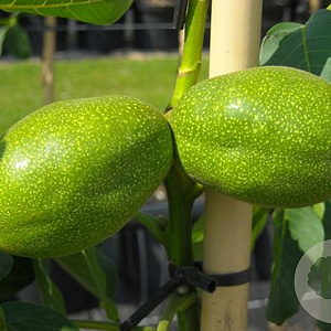 Juglans r. 'Fernette' 100-125 cm 10L