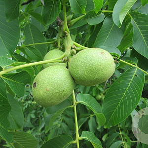 Juglans r. 'Fernor' 100-125 cm 10L