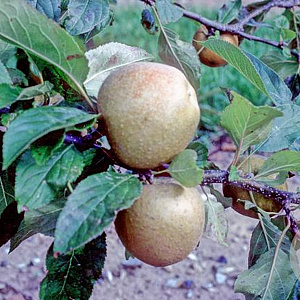 Malus d. 'Herefordshire Redstreak' 120-150 cm 7,5L