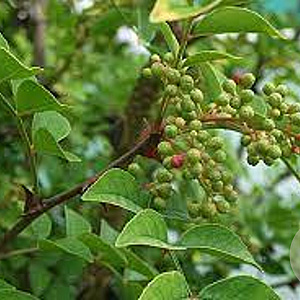 Zanthoxylum coreanum GM C3