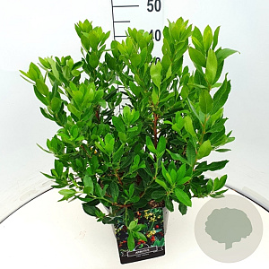 Arbutus unedo 'Compacta' 40-50 cm 10L