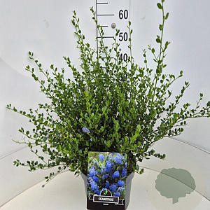 Ceanothus thyr. 'Skylark' 40-50 cm 10L