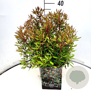 Drimys lanceolata 30-40 cm 10L
