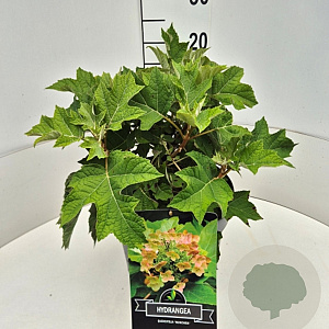Hydrangea querc. 'Munchkin' 40 cm 10L