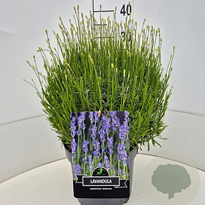 Lavandula ang. 'Munstead' 40 cm 10L bol