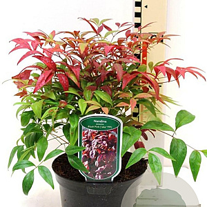 Nandina d. Blush Pink 30-35 cm 10L