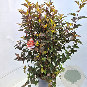 Physocarpus opulif. Diable d'Or 80-100 cm 10L