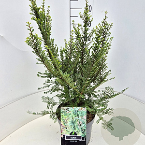 Ulmus parviflora 'Sagei' 40-60 cm 10L