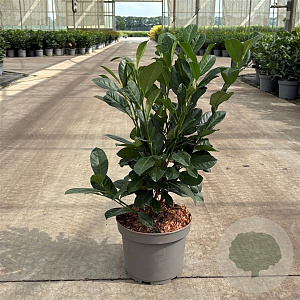Prunus l. 'Strike' 40-50 cm 35L