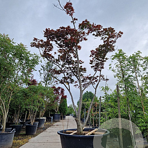 Acer pal. 'Bloodgood' 300-350 cm cont. 500L spiraal