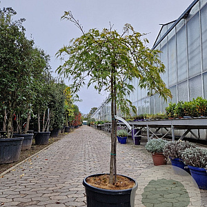 Acer pal. 'Green Lace' 100 cm stam container kroon 80-100