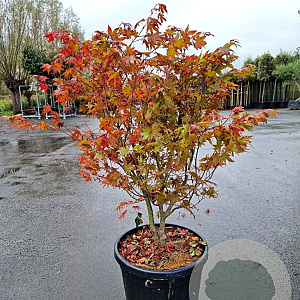 Acer pal. 'Osakazuki' 100-125 cm container multiplateau