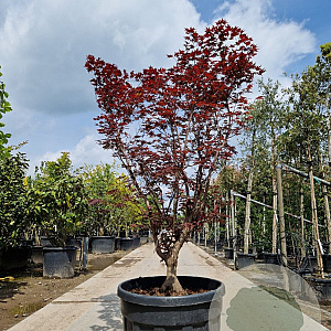 Acer pal. 'Red Flash' 175-200 cm container meerstammig paraplu