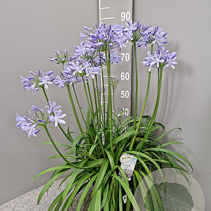 Agapanthus Amourette Superb GM C5
