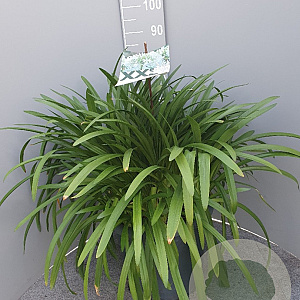 Agapanthus Eydori White GM 25L