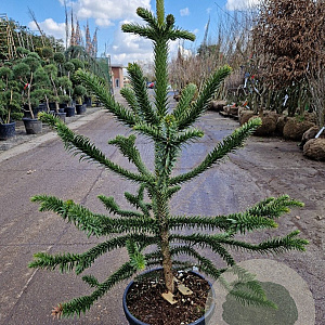 Araucaria araucana 130-140 cm 35L kegel