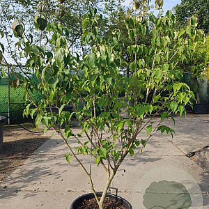 Cornus k. 'Rel Whirlwind' 150-175 cm container struik voorjrs.potting
