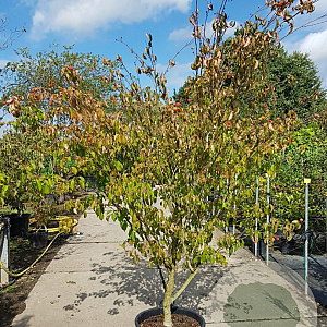 Cornus k. 'Tsukuba-no-mine' 200-250 cm container solitair