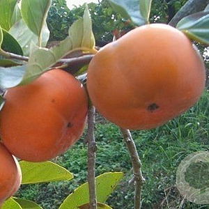 Diospyros kaki 'Ragno' 140 cm stam container 40-50 bol